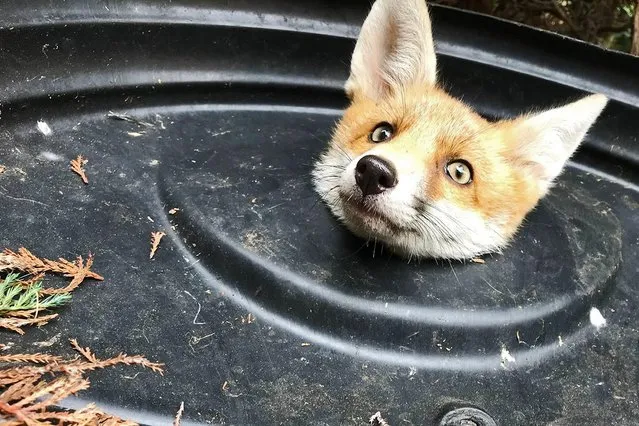 Rummaging in a bin for scraps, this fox in Barnet, north London, England found itself trapped in the lid on May 23, 2019. Luckily the Royal Society for the Prevention of Cruelty to Animals were able to free it. (Photo by RSPCA/PA Wire Press Association)