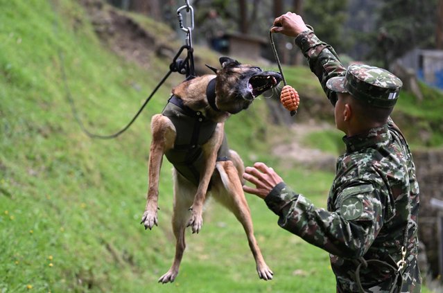 A Colombian soldier trains a dog in tracking and trailing, at the Canine Training and Retraining Section (SERCA) in the military canton of the School of Logistics in Bogota, Colombia on June 14, 2023. More than 2,500 canine pairs (soldier and dog) are trained in the different specialities required for military operations where their main function is to save human lives. Five-year old Belgian shepherd “Wilson” -that took part in the rescue of the four indigenous children- entered SERCA with five months of age, and after a 14-month training it was transferred to the Joint Command of Special Operations of the Military Forces. (Photo by Raul Arboleda/AFP Photo)