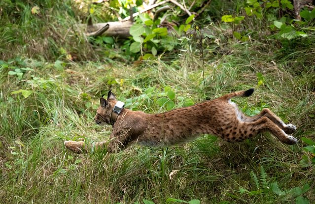 A male lynx sprints into the forest after his release near Eibenstock, Germany on August 26, 2024 as part of a reintroduction programme for the endangered animal. (Photo by Hendrik Schmidt/dpa)