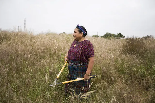 Indigenous Guatemalan Nobel Peace laureate Rigoberta Menchu holds a bypass looper shear while working in a habitat preservation and native plant restoration project for endangered burrowing owls with Google employees in Mountain View, California April 20, 2015. (Photo by Stephen Lam/Reuters)