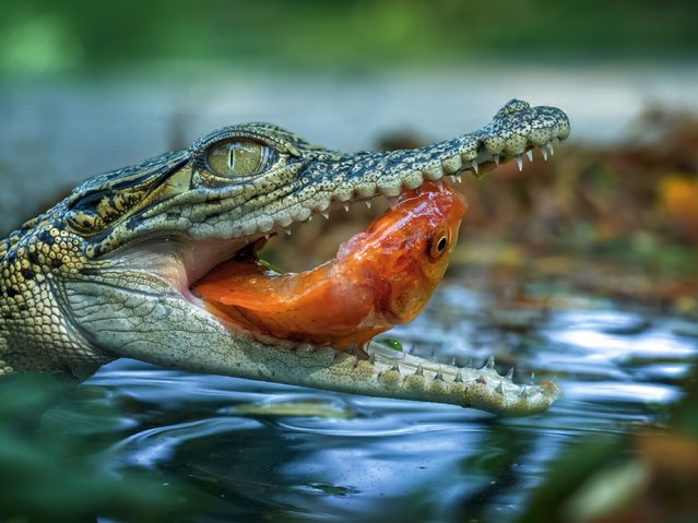 A freshwater crocodile snaps up his supper in Bekasi, Indonesia on October 9, 2024. The crocodiles can grow to ten feet in length. (Photo by Dzul Dzulfikri/Media Drum Images)