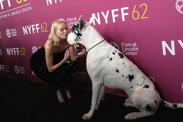 British actress Naomi Watts puckers up for a sweet pic with Bing the Great Dane at “The Friend” premiere during the 62nd New York Film Festival on October 3, 2024. (Photo by ZUMAPRESS.com/The Mega Agency)