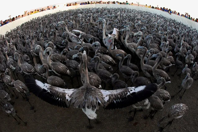 Volunteers stand around flamingo chicks gathered in a corral before being fitted with identity rings at dawn at a lagoon in the Fuente de Piedra natural reserve, near Malaga, southern Spain, July 29, 2017. (Photo by Jon Nazca/Reuters)