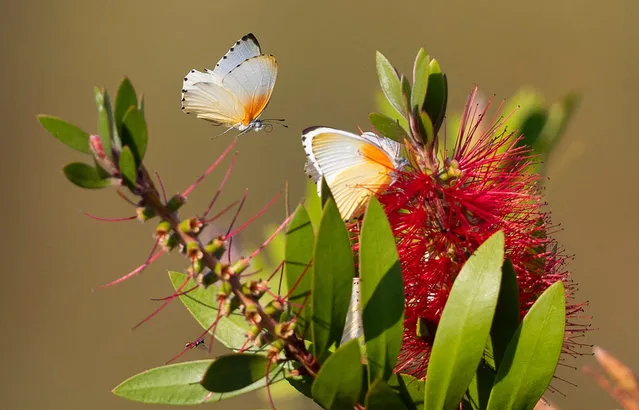 Butterflies drinking nectar from flowers of an alien Australian Weeping Bottlebrush bush in Cape Town, South Africa, 04 February 2020. Large swarms of butterflies have been seen across the cape peninsula drinking nectar from flowers in the warm summer weather on a variety of plants. (Photo by Nic Bothma/EPA/EFE)