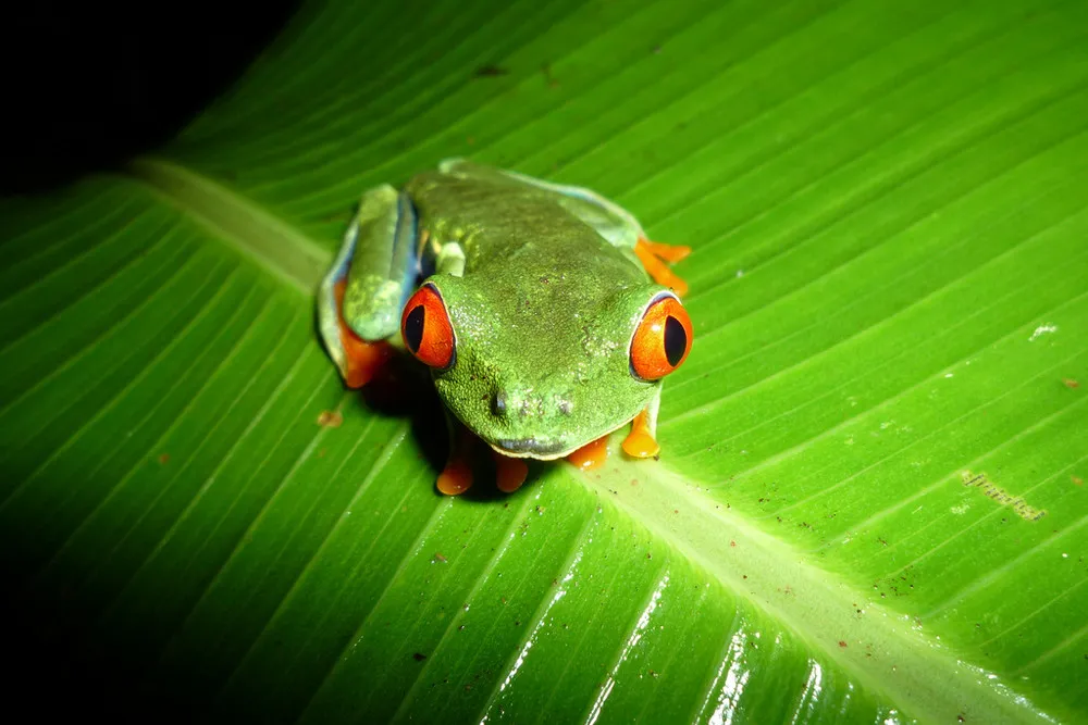 Agalychnis callidryas – The Red-eyed Treefrog