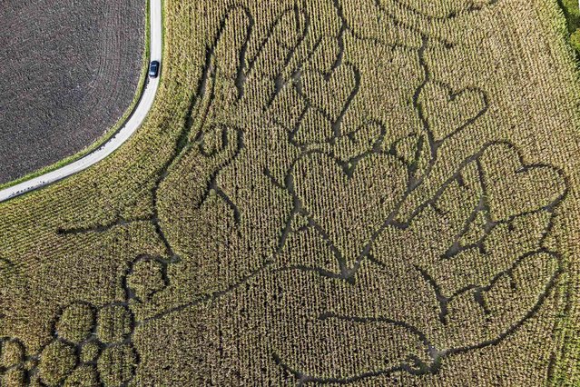 A farmer mowed two hands spending love hearts in his corn field in Selm, Germany, Thursday, October 24, 2024. (Photo by Martin Meissner/AP Photo)