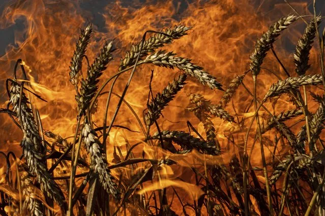 A wheat field burns after Russian shelling a few kilometers from the Ukrainian-Russian border in the Kharkiv region, Ukraine, Friday, July 29, 2022. (Photo by Evgeniy Maloletka/AP Photo)