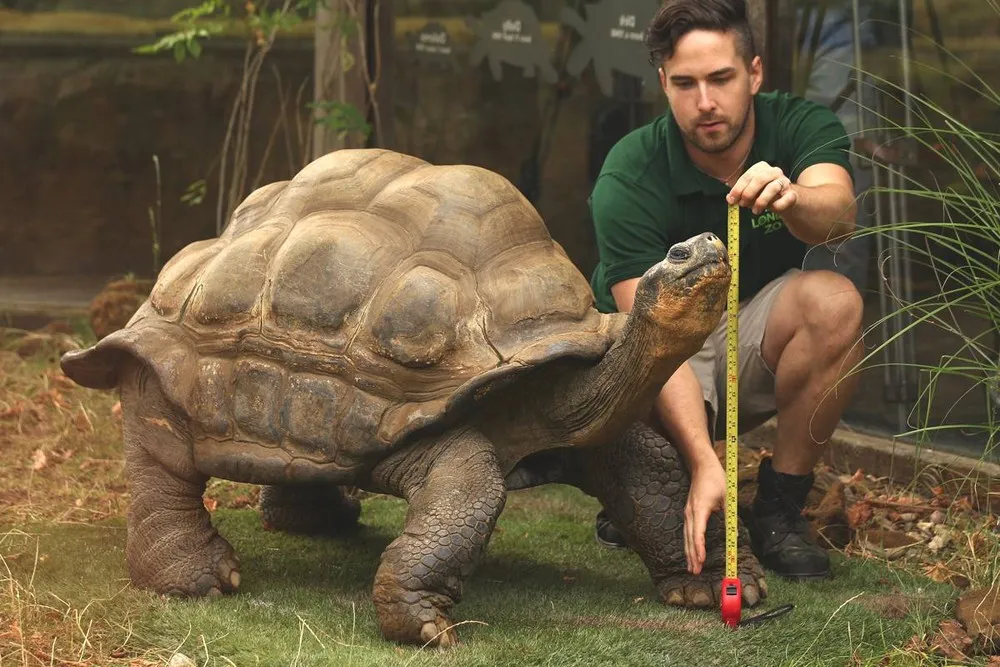 London Zoo Staff Conduct their Annual Weigh In for the Animals