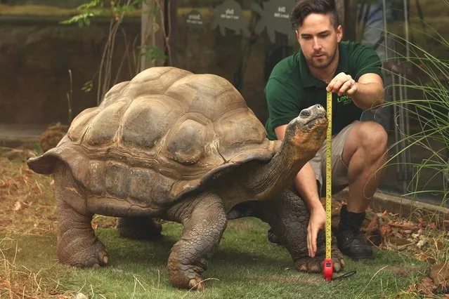 London Zoo Staff Conduct Their Annual Weigh In For the Animals