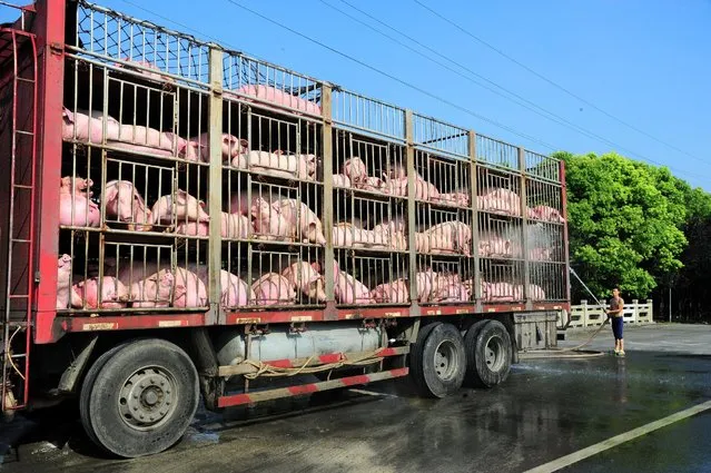 A man sprays water to cool off pigs on the back of a truck at a temperature of 36 degrees Celsius (97 degrees Fahrenheit) in Kunshan, Jiangsu province, China July 20, 2016. (Photo by Reuters/Stringer)