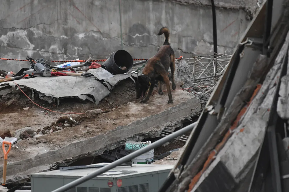 Rescue Dogs Help Mexico City after Earthquake