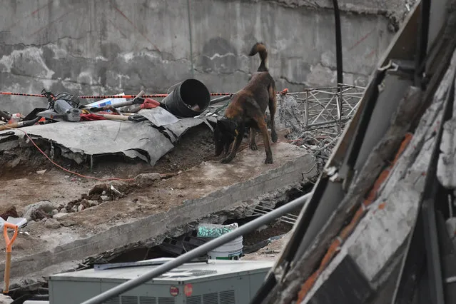 A rescue dog searches for survivors in Mexico City on September 23, 2017, four days after the powerful quake that hit central Mexico. In the capital, the quake toppled 39 buildings, mostly in a central area with older construction that is popular with tourists and foreigners living in the city, and also in the south. (Photo by Pedro Pardo/AFP Photo)