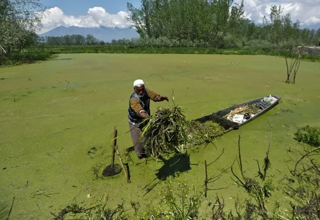 A man removes weed from the algae-covered Anchar Lake ahead of Earth Day, amid concerns about the spread of coronavirus disease (COVID-19), in Srinagar April 21, 2020. (Photo by Danish Ismail/Reuters)