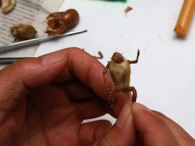 Folk artist Yu Guangjun attaches the legs from a cicada slough onto a Magnolia bud as he makes a “Maohou” in his house in Beijing September 2, 2014. (Photo by Kim Kyung-Hoon/Reuters)