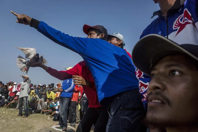 A pigeon handler calls in his bird with the help of a female pigeon during a national pigeon racing competition on September 6, 2015 in Yogyakarta, Indonesia. Pigeon racing is a hugely popular sport in Indonesia. Hundreds of competitors gather and compete for cash prizes for the fastest pigeons, the best of which they can sell their pigeon for hundreds of dollars. (Photo by Ulet Ifansasti/Getty Images)