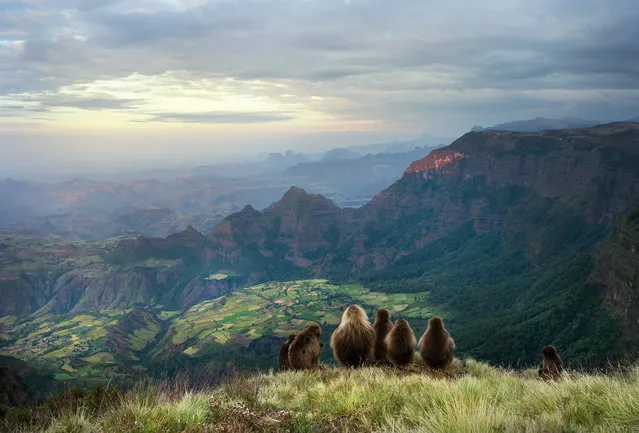Gelada monkeys watch as the sun sets over the Simien Mountains, Ethiopia. A third of plant species in Africa are threatened with extinction, a study says. Ethiopia, west Africa, central Tanzania, and southern Democratic Republic of the Congo have a worryingly high proportion (40%) of potentially threatened species. (Photo by Giedrius Stakauskas/Golden Turtle/Bav Media)