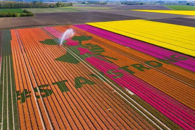 Nursery S. Schouten created a message of support in times of the coronavirus reading “#StayStrong” by cutting of the flower heads in a field of tulips in Bant, Netherlands, Sunday, April 26, 2020. (Photo by Stef Hoffer/AP Photo)
