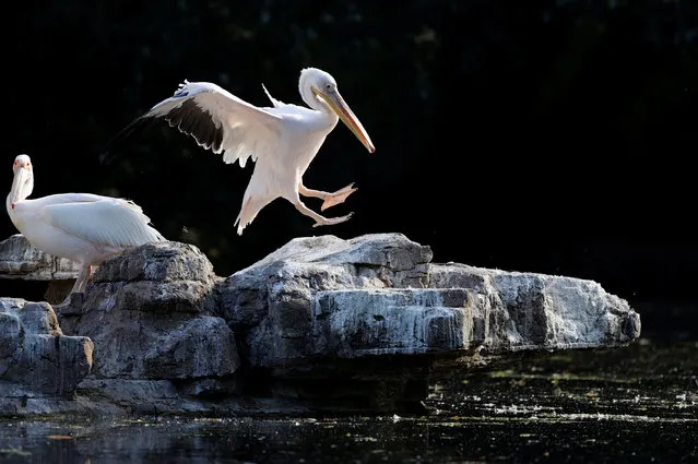 A pelican is seen in St James's Park, London, Britain, May 21, 2020. (Photo by John Sibley/Reuters)