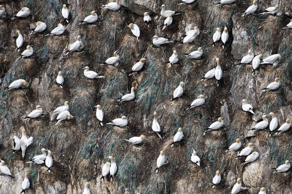 Colony of Gannets Diving for Fish off Coast of Shetland Isles
