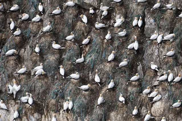 Gannets rest on a cliff after fishing, 2014, in Shetland, Scotland. (Photo by Richard Shucksmith/Barcroft media)