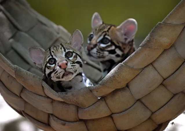 A pair of young Ocelots just hanging out in a hammock at the ABQ BioPark Zoo in Albuquerque, NM, USA on June 9, 2020. The Ocelot is found in Central America and the northern parts of South America. (Photo by Jim Thompson/Albuquerque Journal via ZUMA/Rex Features/Shutterstock)