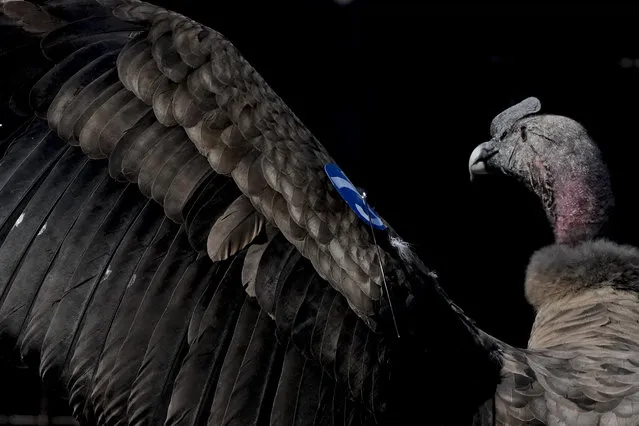 An Andean condor named Yastay, meaning “God that is protector of the birds”, in the Quechua Indigenous language, spreads his wings after being freed by the Andean Condor conservation program where he was born almost three years prior in Sierra Paileman in the Rio Negro province of Argentina, Friday, October 14, 2022. For 30 years the Andean Condor Conservation Program has hatched chicks in captivity, rehabilitated others and freed them across South America. (Photo by Natacha Pisarenko/AP Photo)