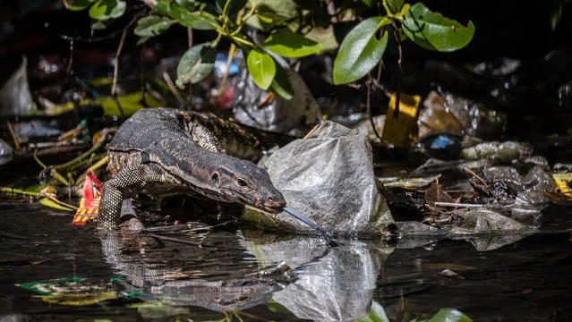 Mangroves & Conservation – Winner. New Normal by Kei Miyamoto, Indonesia. A water monitor lizard (Varanus salvator) struggles along the plastic filled forest floor foraging for food. “More and more plastic fills our mangrove forests and it’s affecting our wildlife that call it “home”. (Photo by Kei Miyamoto/Mangrove Photographer of the Year)
