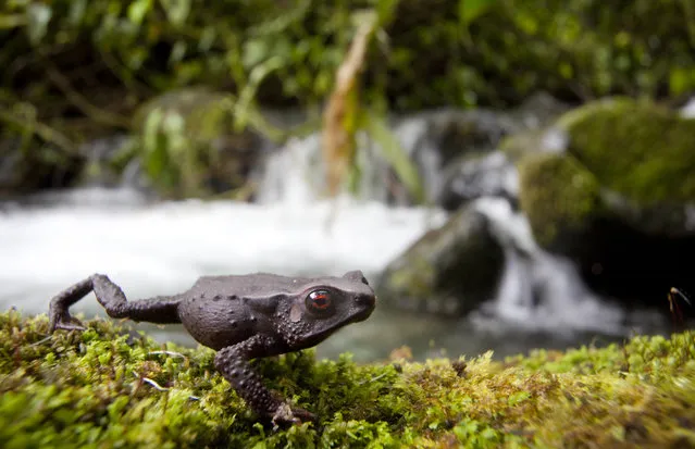 A new species of ruby-eyed toad, found in the Chocó region of Colombia. (Photo by Robin Moore)