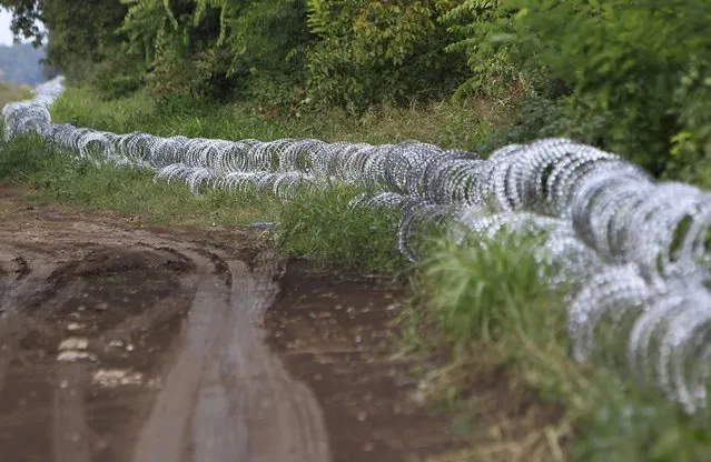 Barbed wire is seen at the Hungary-Croatia border near Sarok, Hungary, September 20, 2015. (Photo by Bernadett Szabo/Reuters)