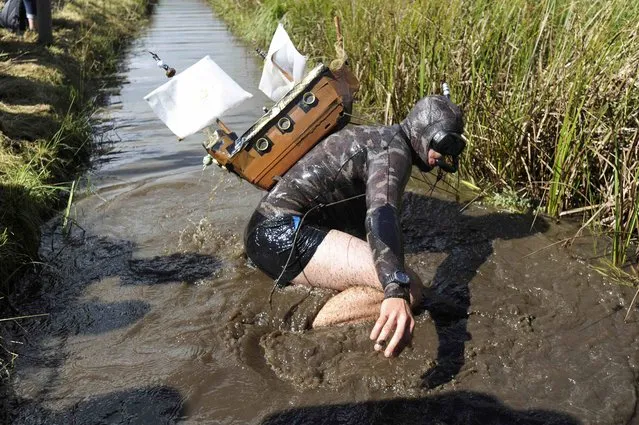 A competitor takes part in the 31st World Bog Snorkelling Championships, held annually at Llanwrtyd Wells in Wales, Britain August 28, 2016. (Photo by Rebecca Naden/Reuters)