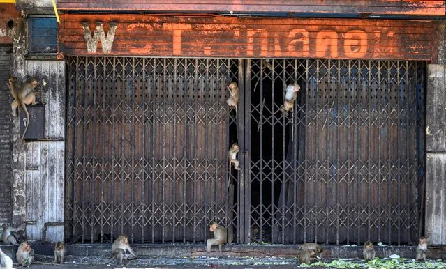 This photograph taken on June 21, 2020 shows longtail macaques gathering outside a closed shop in the town of Lopburi, some 155 km north of Bangkok. Residents barricaded indoors, rival gang fights and no-go zones for humans. (Photo by Mladen Antonov/AFP Photo)