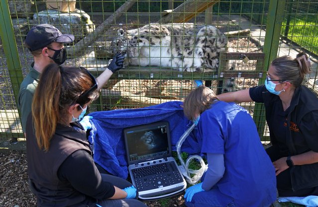 Laila, a snow leopard at the Big Cat Sanctuary in Smarden, Kent, UK on Friday, April 11, 2025 is prepared for a groundbreaking ultrasound procedure by veterinary surgeon Valerie Freeman (2nd right) as her fourth pregnancy is confirmed. This achievement, made possible through the exceptional bond between Laila and her primary carer, Simon Jackaman (left), marks a vital step forward in the breeding and conservation of this endangered species. (Photo by Gareth Fuller/PA Wire)