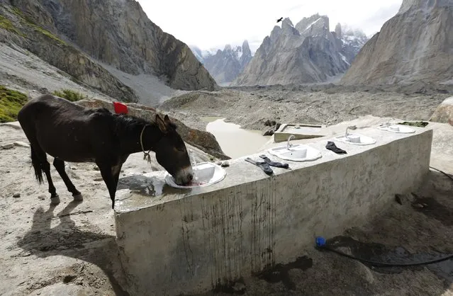 A mule drinks from a basin at a washing place for porters and trekkers at Khoburtse along the K2 base camp trek in the Karakoram mountain range in Pakistan September 1, 2014. A mule can cost between 120,000 and 150,000 Pakistani Rupees (around $1,100 – $1,400) and can earn around $20 per working day for its owner. (Photo by Wolfgang Rattay/Reuters)