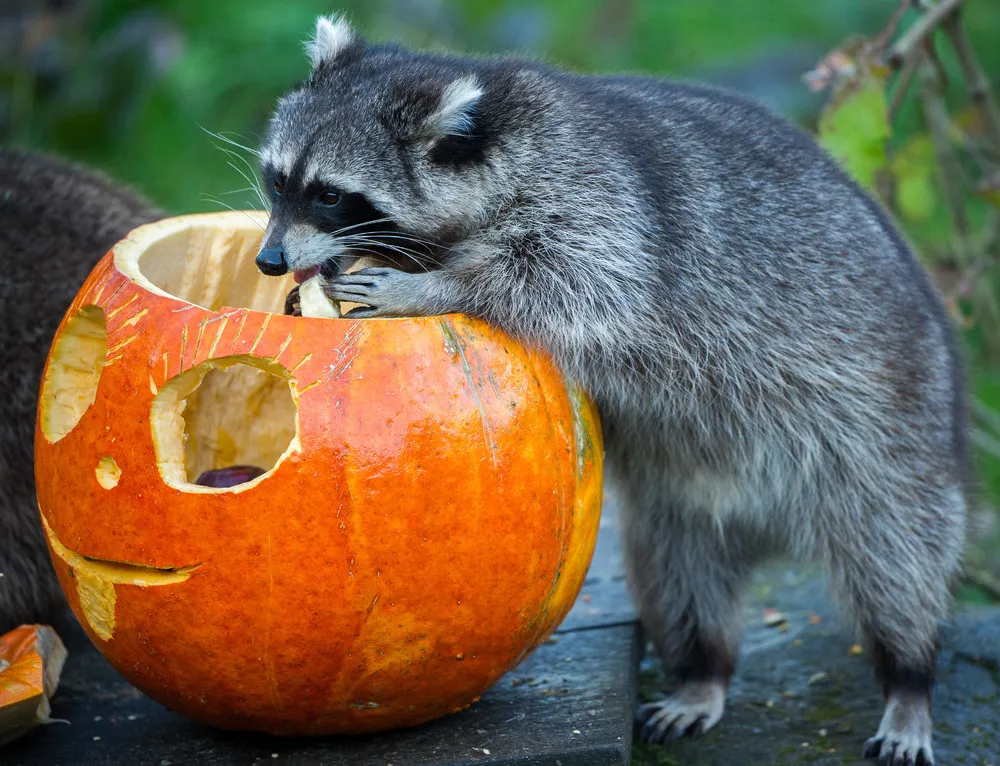 The Week in Pictures: Animals, October 18 – October 25, 2014