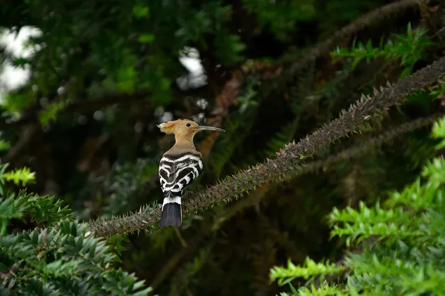 Hoopoe seen in the tree during partial ongoing nationwide lockdown as concerns about the spread of Corona Virus (COVID-19) at Kathmandu, Nepal on Wednesday, July 01, 2020. (Photo by Narayan Maharjan/NurPhoto via Getty Images)