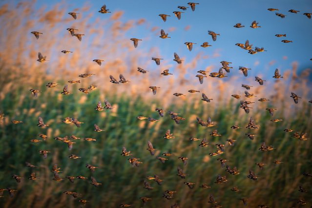 Willow sparrows, one of the migratory bird species, are seen flying in flocks on May 20, 2025 in Karacabey district of Bursa, Turkiye. (Photo by Alper Tuydes Anadolu via Getty Images)