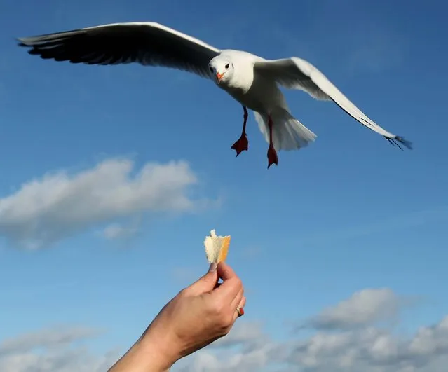 A seagull eyes a piece of bread from the extended hand of a visitor on a pier at the Baltic Sea on Ruegen Island, in Binz, Germany. (Photo by Sean Gallup)