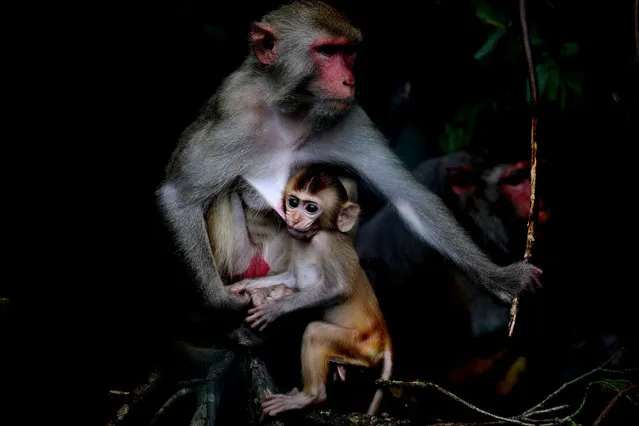 A macaque monkey at Hlawga wildlife park on the outskirts of Yangon, Myanmar on August 23, 2020. (Photo by Xinhua News Agency/Rex Features/Shutterstock)