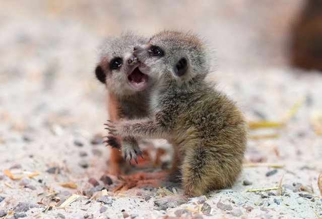 Meerkat pups play at Blair Drummond Safari Park, near Stirling, Scotland on Monday, June 9, 2025. Four pups were born on May 10 to parents Cardi B and Biggie – the third litter for the pair since they came to the park in 2022. (Photo by Andrew Milligan/PA Images via Getty Images)