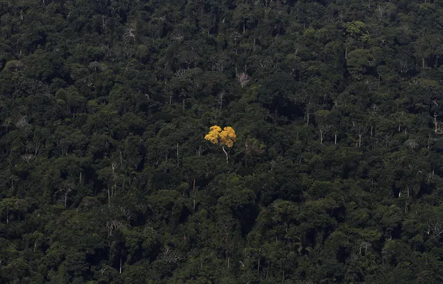 An ipe (lapacho) tree is seen in this aerial view of the Amazon rainforest near the city of Novo Progresso, Para State, Brazil. (Photo by Nacho Doce/Reuters)