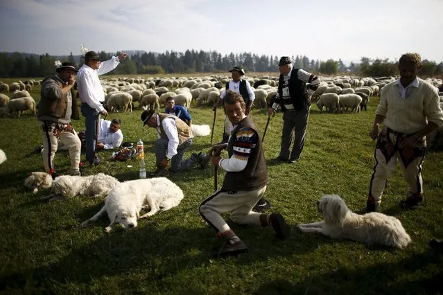 Shepherds relax as they take a break in their journey home with sheep during autumn redyk near Trybsz, Tatra Mountains region of southern Poland, October 6, 2015. (Photo by Kacper Pempel/Reuters)