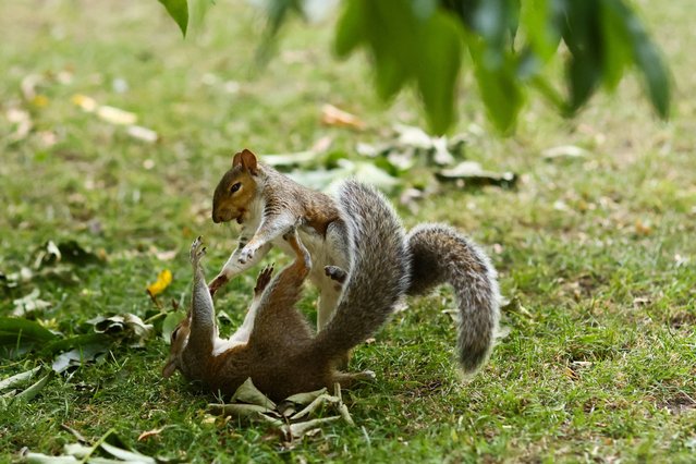 Two squirrels frollick in St James's Park during a heatwave, in London, Britain, on August 12, 2025. (Photo by Jack Taylor/Reuters)