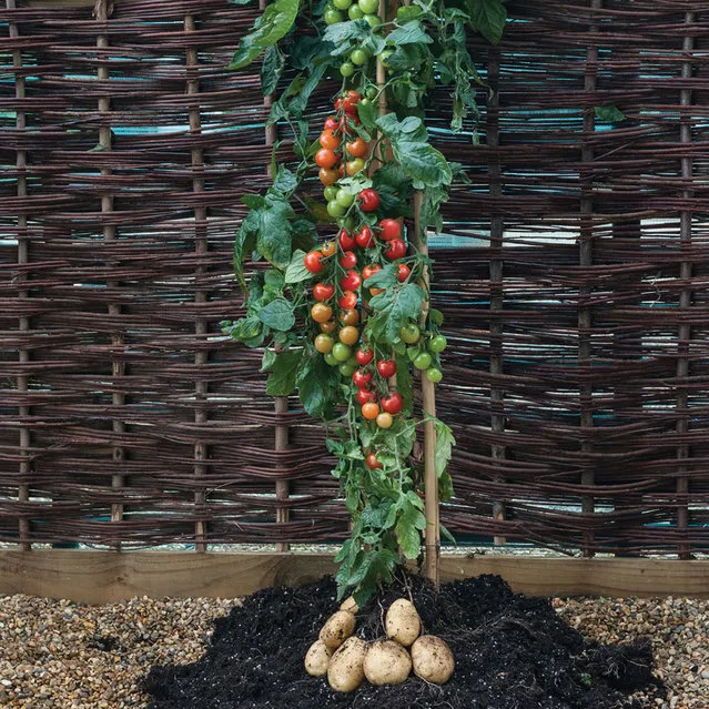 TomTato Plant Grows Both Tomatoes And Potatoes