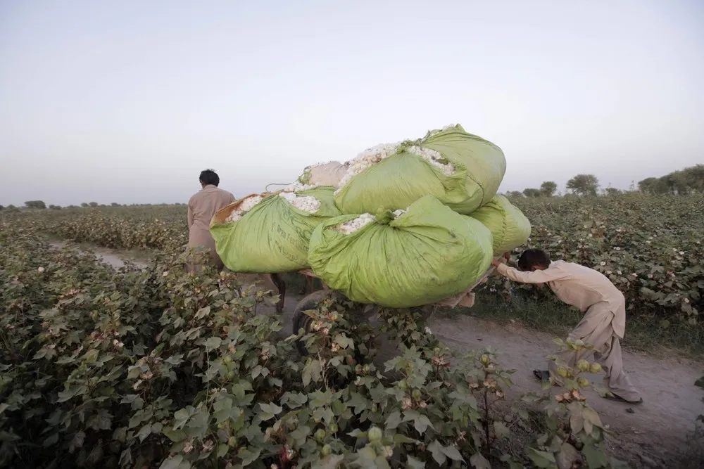 Uniting Pakistan's Cotton Pickers