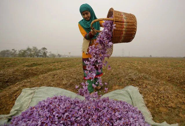 A Kashmiri woman collects saffron flowers after plucking them at a farm in Pampore, south of Srinagar, Indian controlled Kashmir, Sunday, November 1, 2015. Huge quantities of these flowers are used to produce saffron, an aromatic herb that is one of the most expensive spices in the world. (Photo by Mukhtar Khan/AP Photo)