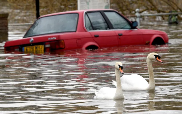 Swans swim past a car submerged under flood water on a residential street in Richmond, west London, Britain, April 1, 2018. (Photo by Toby Melville/Reuters)