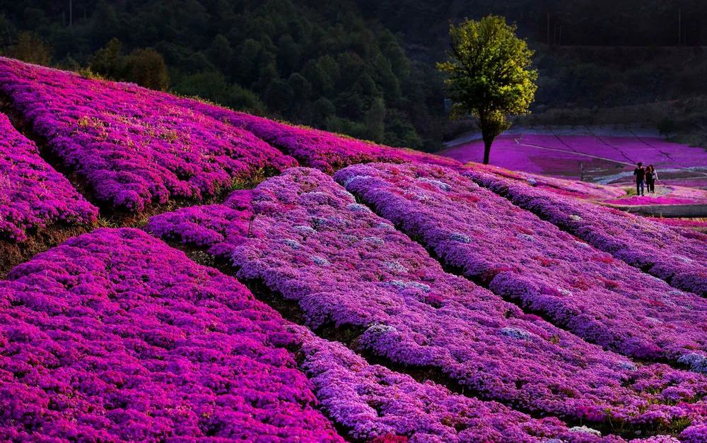 A Look at Life in China