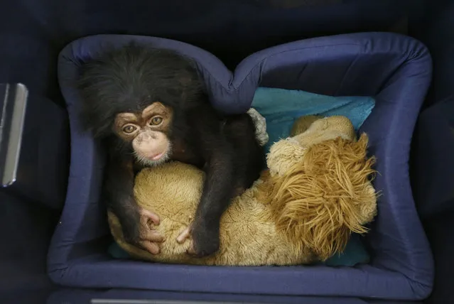 Baby chimpanzee Jason sits on his sleeping box at the Attica Zoological Park in Spata, east of Athens, Friday, November 13, 2015. Jason, who is nearly three months old, is being tended and bottle-fed by zoo staff, as his mother fell sick while he was days old and has been unable to feed him. (Photo by Thanassis Stavrakis/AP Photo)