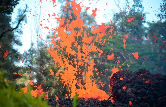 Lava is seen coming from a fissure in Leilani Estates subdivision on Hawaii' s Big Island on May 4, 2018. Up to 10,000 people have been asked to leave their homes on Hawaii' s Big Island following the eruption of the Kilauea volcano that came after a series of recent earthquakes. (Photo by Frederic J. Brown/AFP Photo)
