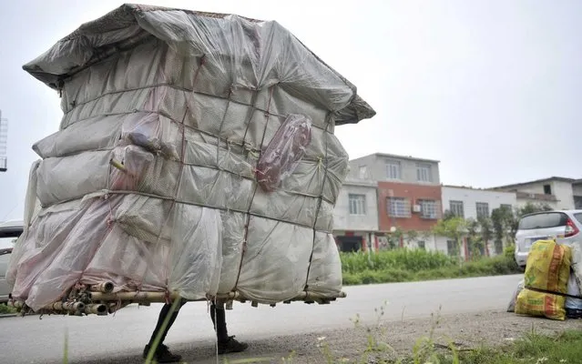 Liu Lingchao, 38, carries his makeshift dwelling as he walks along a road in Shapu township of Liuzhou, Guangxi Zhuang autonomous region May 21, 2013. Five years ago, Liu decided to walk back to his hometown Rongan county in Guangxi from Shenzhen, where he once worked as a migrant worker. With bamboo, plastic bags and bed sheets, Liu made himself a 1.5-metre-wide, 2-metre-high, “portable room” weighing about 60 kg (132 lb), to carry with him as he walks an average of 20 kilometres everyday. To support himself, Liu collects garbage all the way during the journey and he is now 20 miles away from his hometown, according to local media. Picture taken May 21, 2013. (Photo by Reuters/China Stringer)